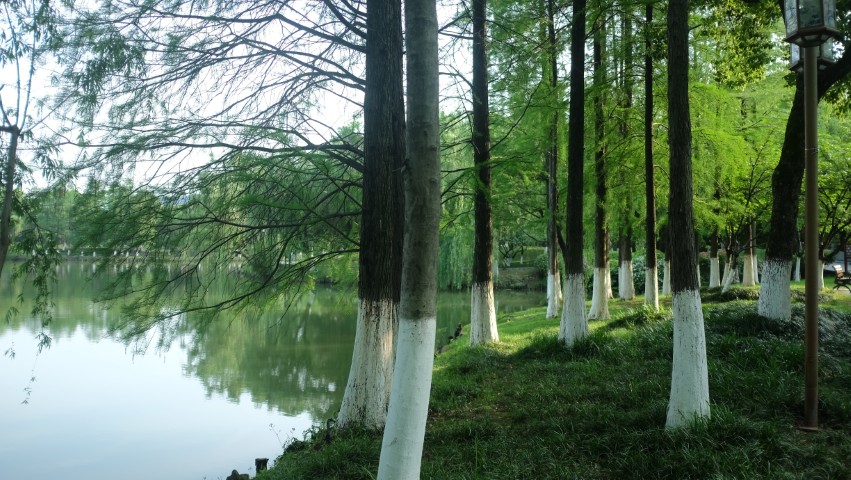 树